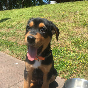 Meet your Posher, Morgan